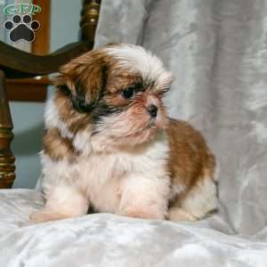Sweetie Pie, Shih Tzu Puppy